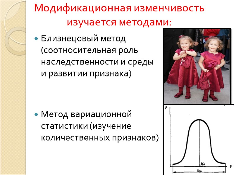 Модификационная изменчивость изучается методами:  Близнецовый метод (соотносительная роль наследственности и среды и развитии
